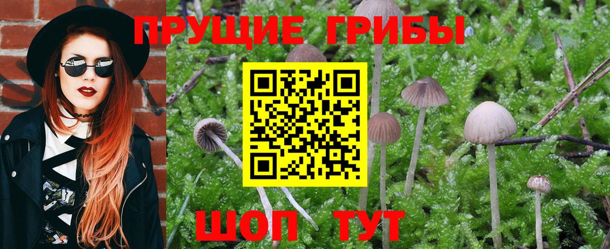 Псилоцибиновые грибы GOLDEN TEACHER  Псилоцибиновые грибы GOLDEN TEACHER  Вход с VPN  Ревда 